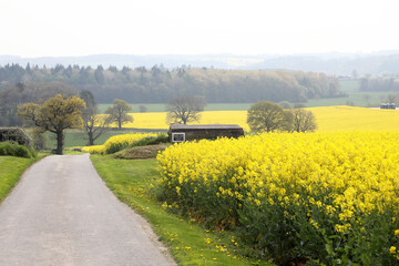 A field of bright yellow Rapeseed flowers also known as Canola flowers, located in UK