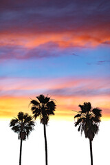 Obraz na płótnie Canvas 3 Palms Sunset 404