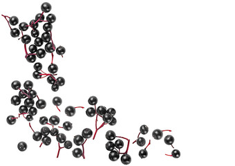 Top view of fresh black elderberries isolated on a white background. European Sambucus.