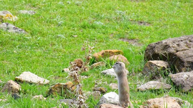 Small squirrel feeds by rocks in Ani historical archeological site, Turkey