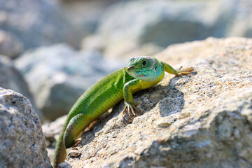 Naklejka na ściany i meble Green lizard warming on the stone