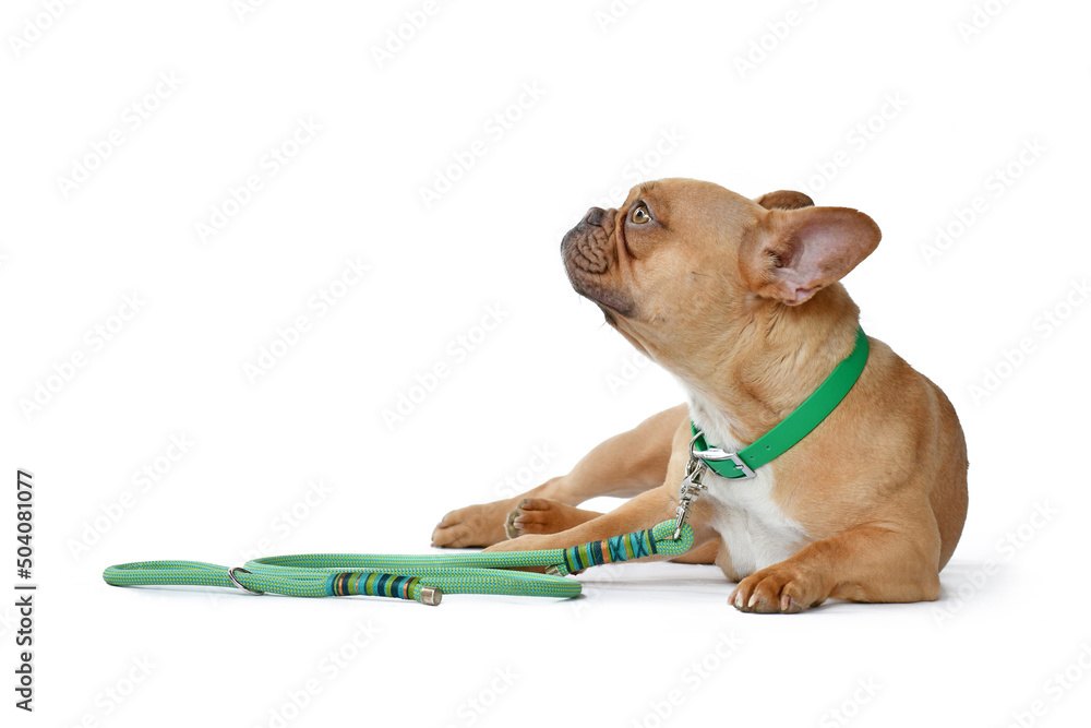 Wall mural red fawn french bulldog dog wearing green collar with rope leash on white background