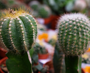 Various types of green cactus pots in the shop