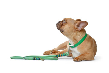 Red fawn French Bulldog dog wearing green collar with rope leash on white background