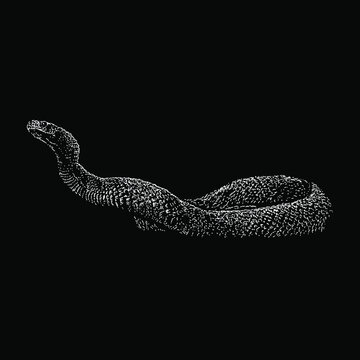 taipan hand drawing vector illustration isolated on black background