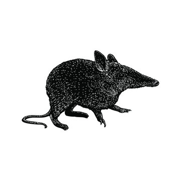 eastern barred bandicoot illustration isolated on background