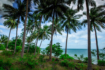 coconut tree natural background Up on the beach on the island or along the high mountains, there is a blur of the wind blowing, the bright blue sky in the summer.