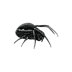 false widow spider illustration isolated on background