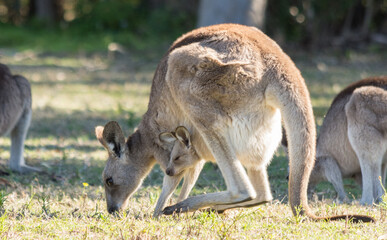 Kangaroo