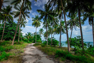 Fototapeta na wymiar coconut tree natural background Up on the beach on the island or along the high mountains, there is a blur of the wind blowing, the bright blue sky in the summer.