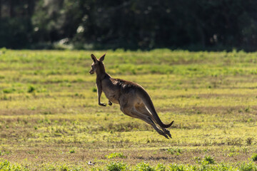 Kangaroo