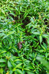 Snail Muller gliding on the wet leaves. Large white mollusk snails with brown striped shell, crawling on vegetables. Helix pomatia, Burgundy, Roman, escargot. Caviar. Kisses of snails in strawberries.