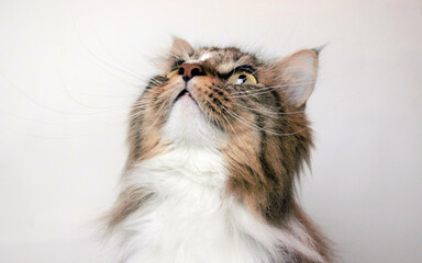 Long haired fluffy cat looks up. Siberian breed cat.