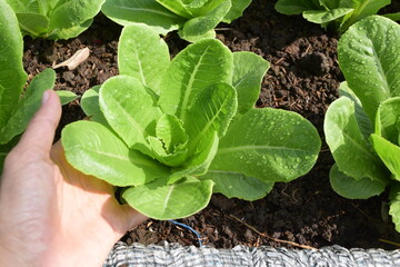 Farmer's hands are gathering fresh lettuce in a healthy vegetable garden for delivery to customers