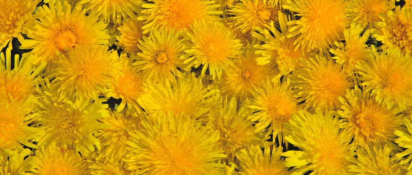 yellow dandelions in field background