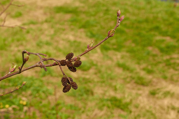 Alnus glutinosa. Cones and budding buds of black alder