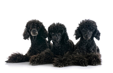 poodles in studio