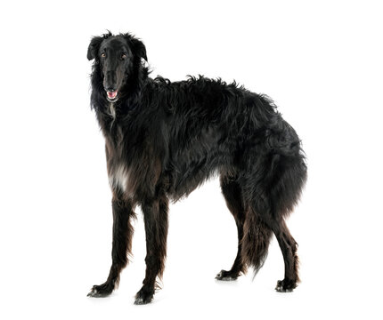 borzoi in studio