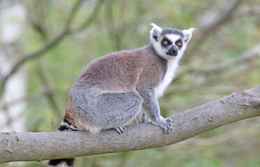 Lemur Catta (Maki) in nature