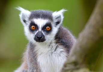 Fototapeta premium Lemur Catta (Maki) in nature