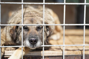 A sad dog's snout showing through the bars of an abandoned pet shelter