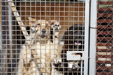 Two dogs with their paws on the fence of their cage in a shelter and watching in anticipation of adoption