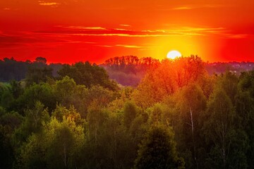 Fototapeta Wiosenny wschód słońca nad zielonym lasem obraz