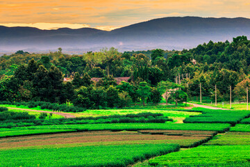 Obraz premium The view of the natural background of the mountain close-up, with blurred fog scattered in the rainy season or the humid climate, with beautiful green trees in the ecological system