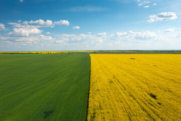 Obraz premium Aerial view with two agriculture fields with wheat and rapeseed plants. Amazing geometric texture agriculture landscape. Green, yellow and blue sky color great for background.