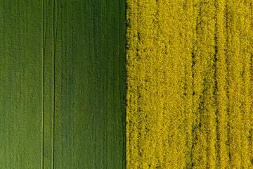 Aerial view with two agriculture fields with wheat and rapeseed plants. Amazing geometric texture agriculture landscape. Green, yellow and blue sky color great for background.