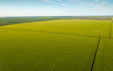 Aerial view of an agriculture landscape over a young green wheat field. Farming industry.