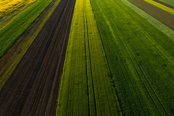 Aerial view with the amazing geometry texture landscape of a lot of agriculture fields with different plants like rapeseed and wheat. Farming industry.