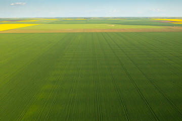 Aerial view of an agriculture landscape over a young green wheat field. Farming industry.