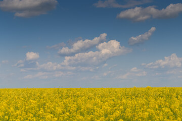 Wide angle view of a big field wit rapeseed flower plants photographed against blue sky during a sunny day. Agriculture landscape and farming industry.