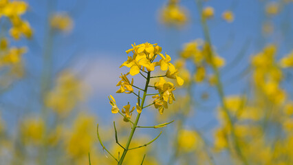 Close up view with a lot of rapeseed flowers during a beautiful day with blue sky. Rapeseed plants are used to produce colza oil. Farming and agriculture industry.
