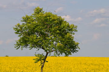 Obraz premium Lonely tree photographed against a rapeseed field during a sunny day. Agriculture landscape.