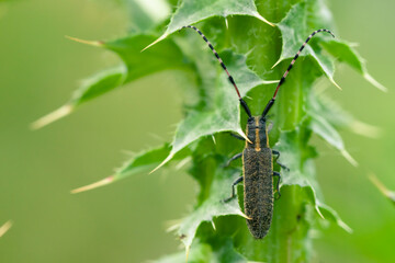 Sunflower Longhorn (Agapanthia dahli) on thistle