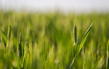 Close up view with some young green wheat plants on a wheat grain field. Agriculture and farming industry.