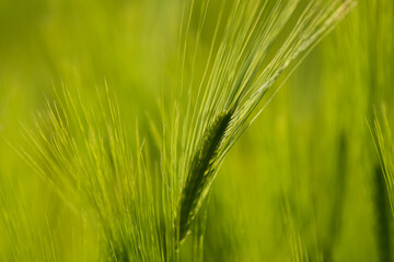 Close up view with some young green wheat plants on a wheat grain field. Agriculture and farming industry.
