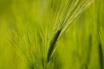 Fototapeta premium Close up view with some young green wheat plants on a wheat grain field. Agriculture and farming industry.