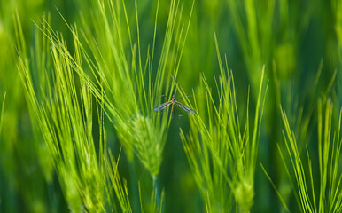 Close up view of a mosquito insect on a wheat plant. Insects photography.