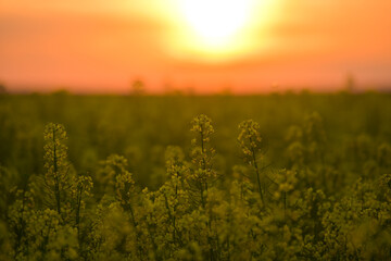 Rapeseed flowers field in sunset light. Agriculture and farming landscape. Rapeseed plants are used to produce colza oil.