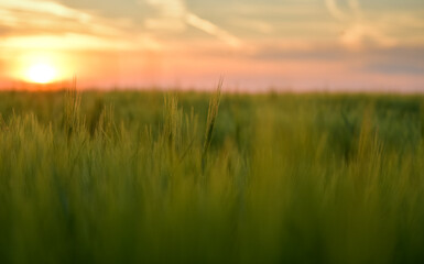 Fototapeta na wymiar Close up view of some green young wheat plants from a wheat grain field during a beautiful summer sunset. Agriculture and farming industry.