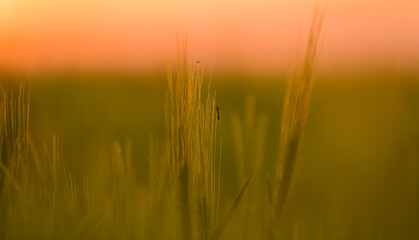 Close up view of a mosquito insect on a wheat plant. Insects photography.