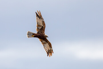 Western Marsh Harrier