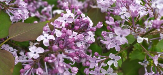 flowers in the garden