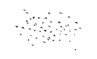 A flock of flying birds. Free birds. Flying seagulls. Vector illustration