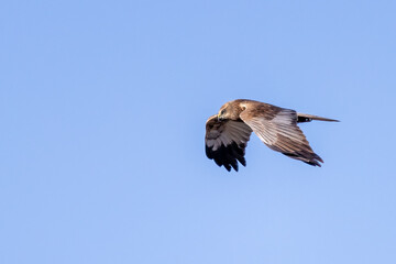 Western Marsh Harrier