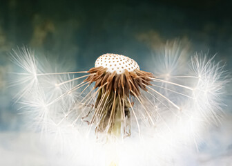 Obraz premium Dandelion ordinary