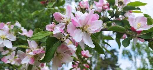 pink magnolia tree